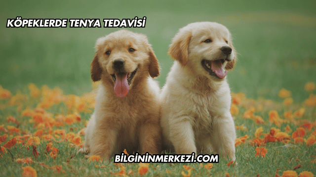 Köpeklerde Tenya Tedavisi