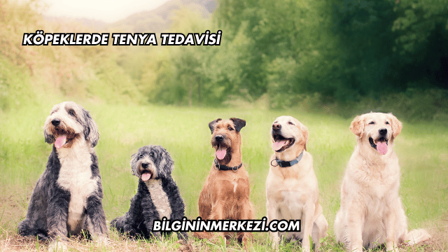 Köpeklerde Tenya Tedavisi