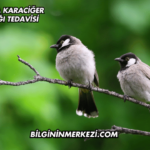 Kuşlarda Karaciğer Hastalığı Tedavisi