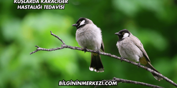 Kuşlarda Karaciğer Hastalığı Tedavisi