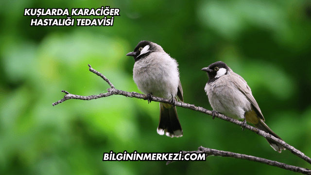 Kuşlarda Karaciğer Hastalığı Tedavisi