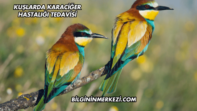 Kuşlarda Karaciğer Hastalığı Tedavisi