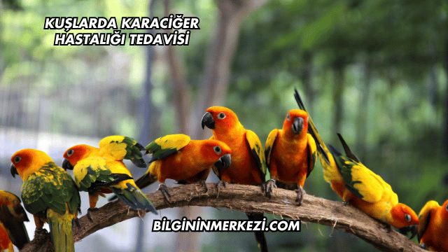 Kuşlarda Karaciğer Hastalığı Tedavisi