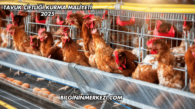 Tavuk Çiftliği Kurma Maliyeti 2025