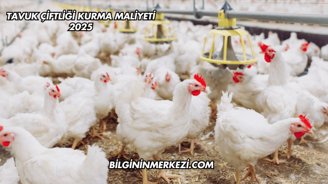 Tavuk Çiftliği Kurma Maliyeti 2025