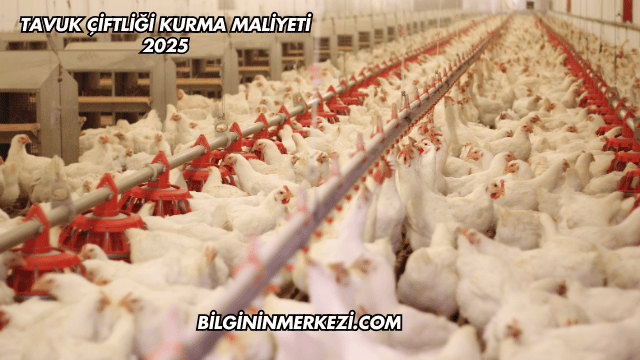 Tavuk Çiftliği Kurma Maliyeti 2025