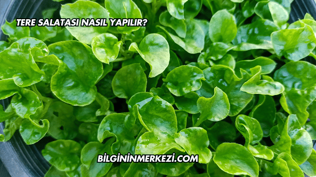 Tere Salatası Nasıl Yapılır?