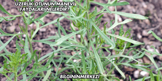 Üzerlik Otunun Manevi Faydaları Nelerdir?