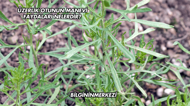 Üzerlik Otunun Manevi Faydaları Nelerdir?