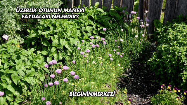 Üzerlik Otunun Manevi Faydaları Nelerdir?