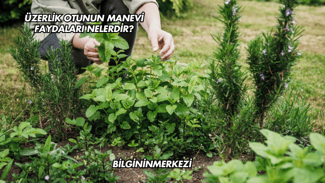 Üzerlik Otunun Manevi Faydaları Nelerdir?
