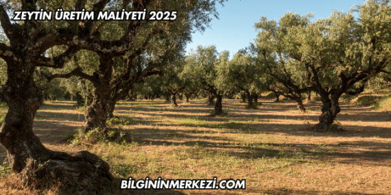 Zeytin Üretim Maliyeti 2025