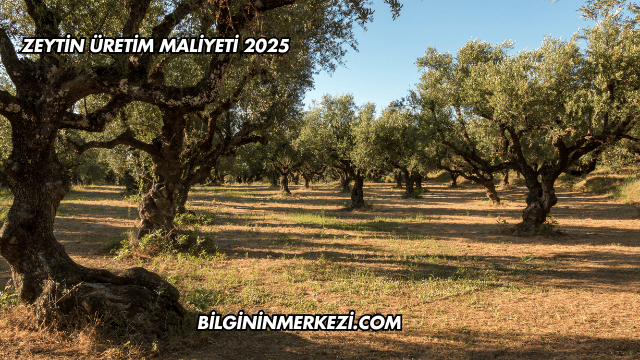 Zeytin Üretim Maliyeti 2025