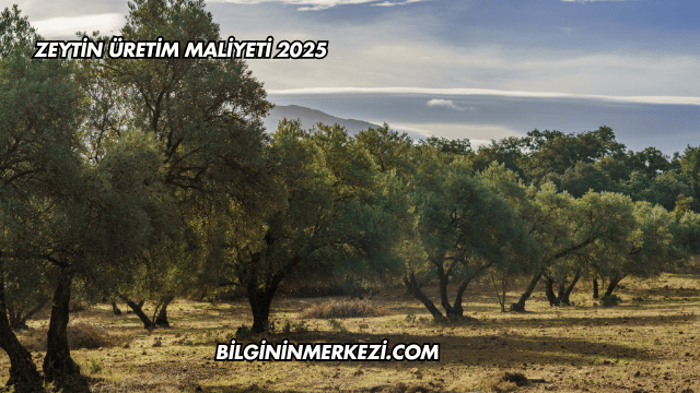 Zeytin Üretim Maliyeti 2025