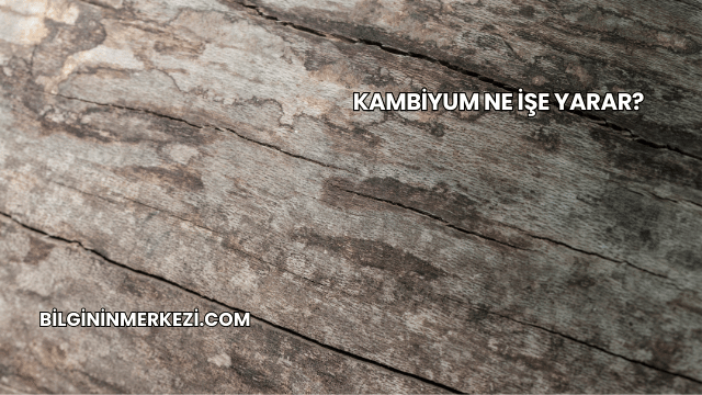 Kambiyum Ne İşe Yarar?