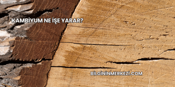 Kambiyum Ne İşe Yarar?