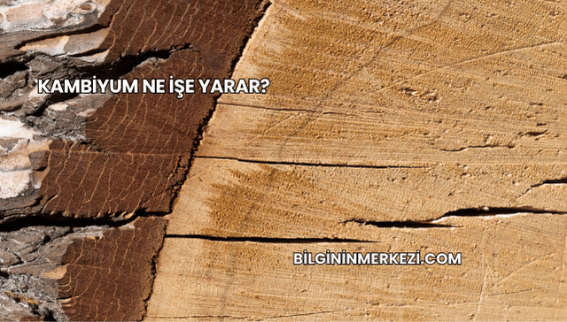Kambiyum Ne İşe Yarar?