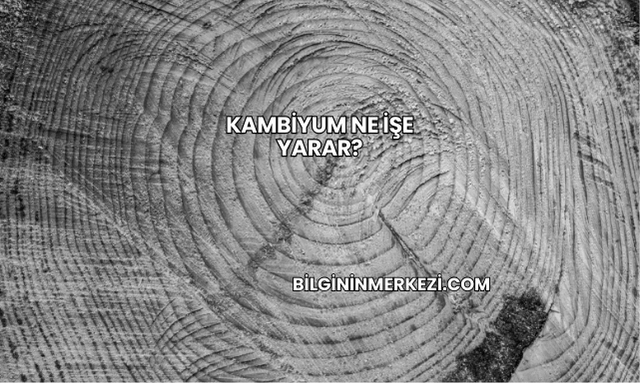 Kambiyum Ne İşe Yarar?