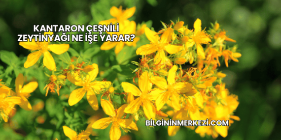 Kantaron Çeşnili Zeytinyağı Ne İşe Yarar?