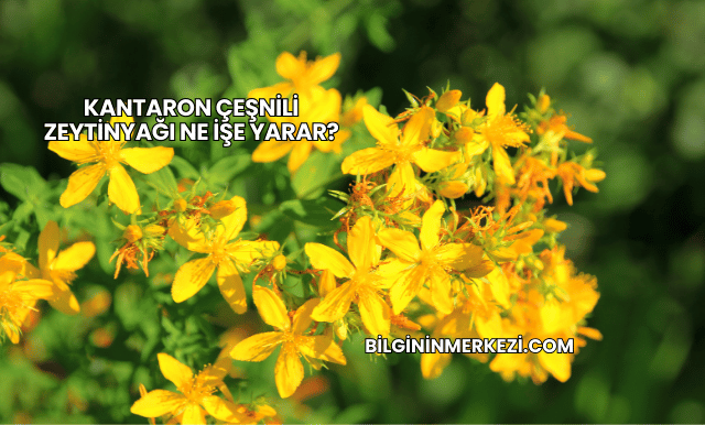 Kantaron Çeşnili Zeytinyağı Ne İşe Yarar?