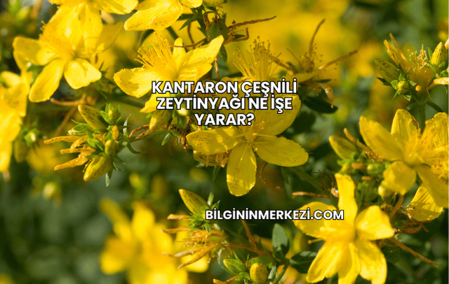 Kantaron Çeşnili Zeytinyağı Ne İşe Yarar?