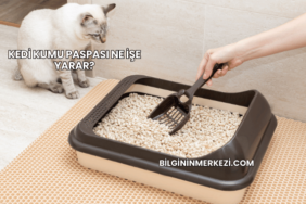 Kedi Kumu Paspası Ne İşe Yarar?