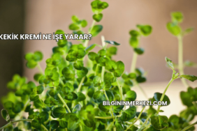 Kekik Kremi Ne İşe Yarar?