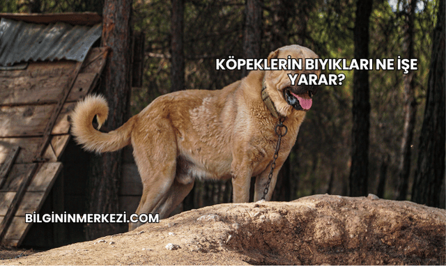 Köpeklerin Bıyıkları Ne İşe Yarar?