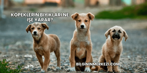 Köpeklerin Bıyıkları Ne İşe Yarar?