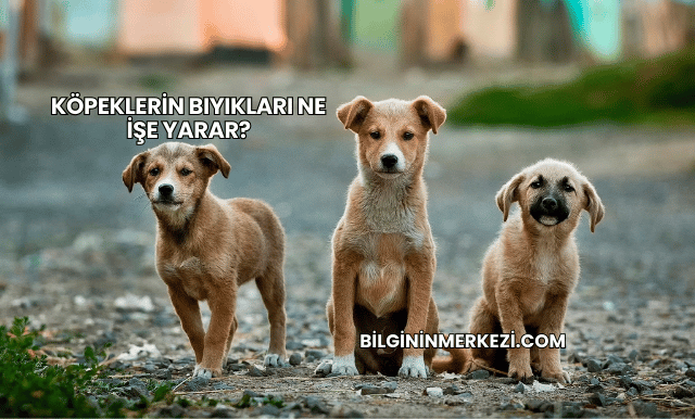 Köpeklerin Bıyıkları Ne İşe Yarar?