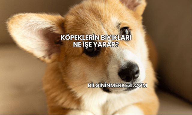 Köpeklerin Bıyıkları Ne İşe Yarar?