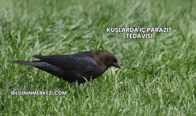 Kuşlarda İç Parazit Tedavisi