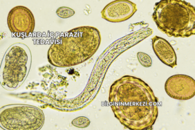 Kuşlarda İç Parazit Tedavisi