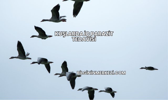 Kuşlarda İç Parazit Tedavisi