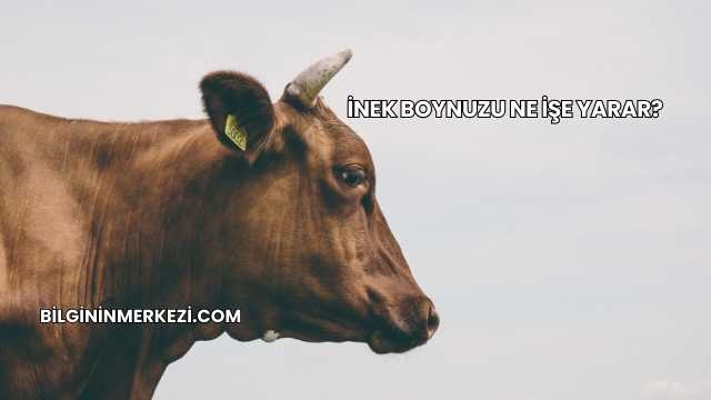 İnek Boynuzu Ne İşe Yarar?