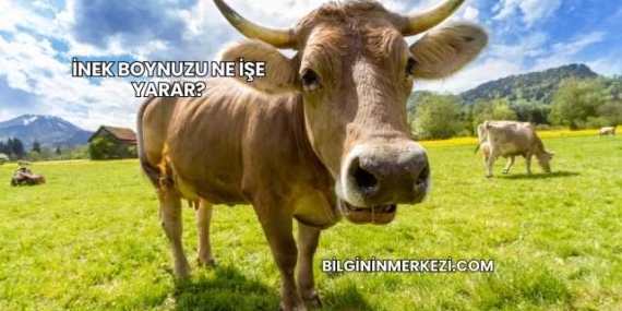 İnek Boynuzu Ne İşe Yarar?