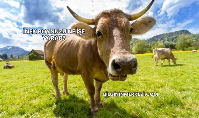 İnek Boynuzu Ne İşe Yarar?
