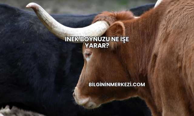 İnek Boynuzu Ne İşe Yarar?