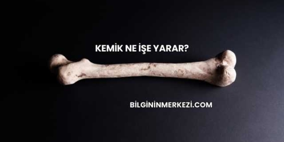 Kemik Ne İşe Yarar?