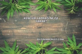 Kenevir Yaprağı Ne İşe Yarar?