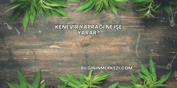 Kenevir Yaprağı Ne İşe Yarar?