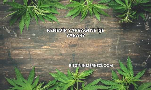 Kenevir Yaprağı Ne İşe Yarar?