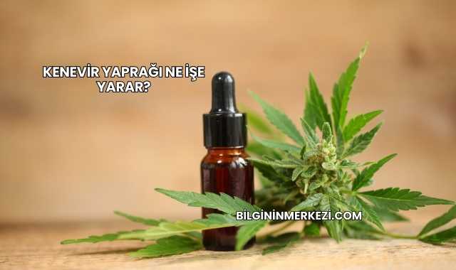 Kenevir Yaprağı Ne İşe Yarar?