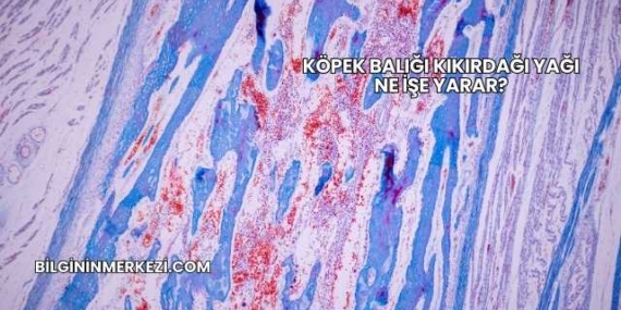 Köpek Balığı Kıkırdağı Yağı Ne İşe Yarar?