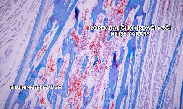 Köpek Balığı Kıkırdağı Yağı Ne İşe Yarar?