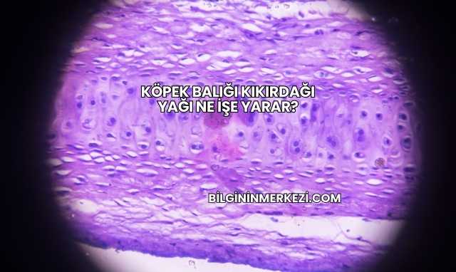 Köpek Balığı Kıkırdağı Yağı Ne İşe Yarar?