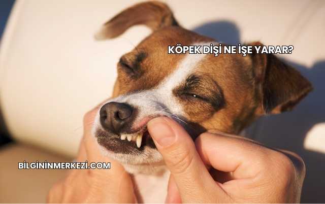 Köpek Dişi Ne İşe Yarar?