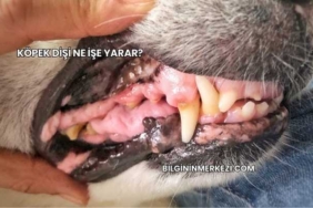 Köpek Dişi Ne İşe Yarar?