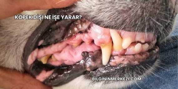 Köpek Dişi Ne İşe Yarar?