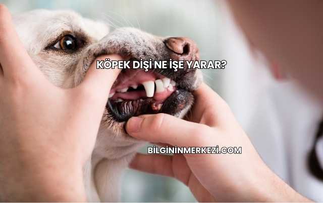 Köpek Dişi Ne İşe Yarar?